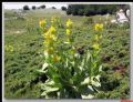 Gentiana lutea